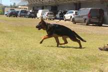 Cachorro Pastor Alemão De elevada qualidade