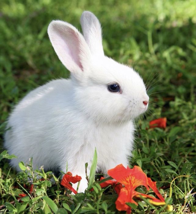 Продам кролика (2 місяці) білий та гарненький