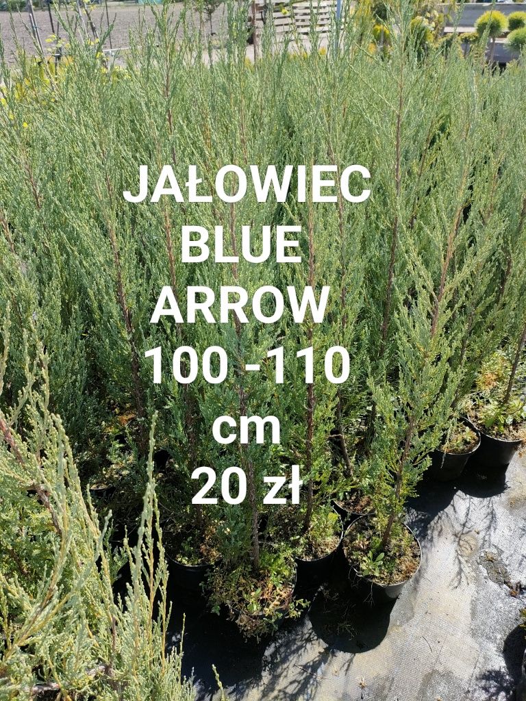 Tuja szmaragd 90 cm Radzanowo Płock