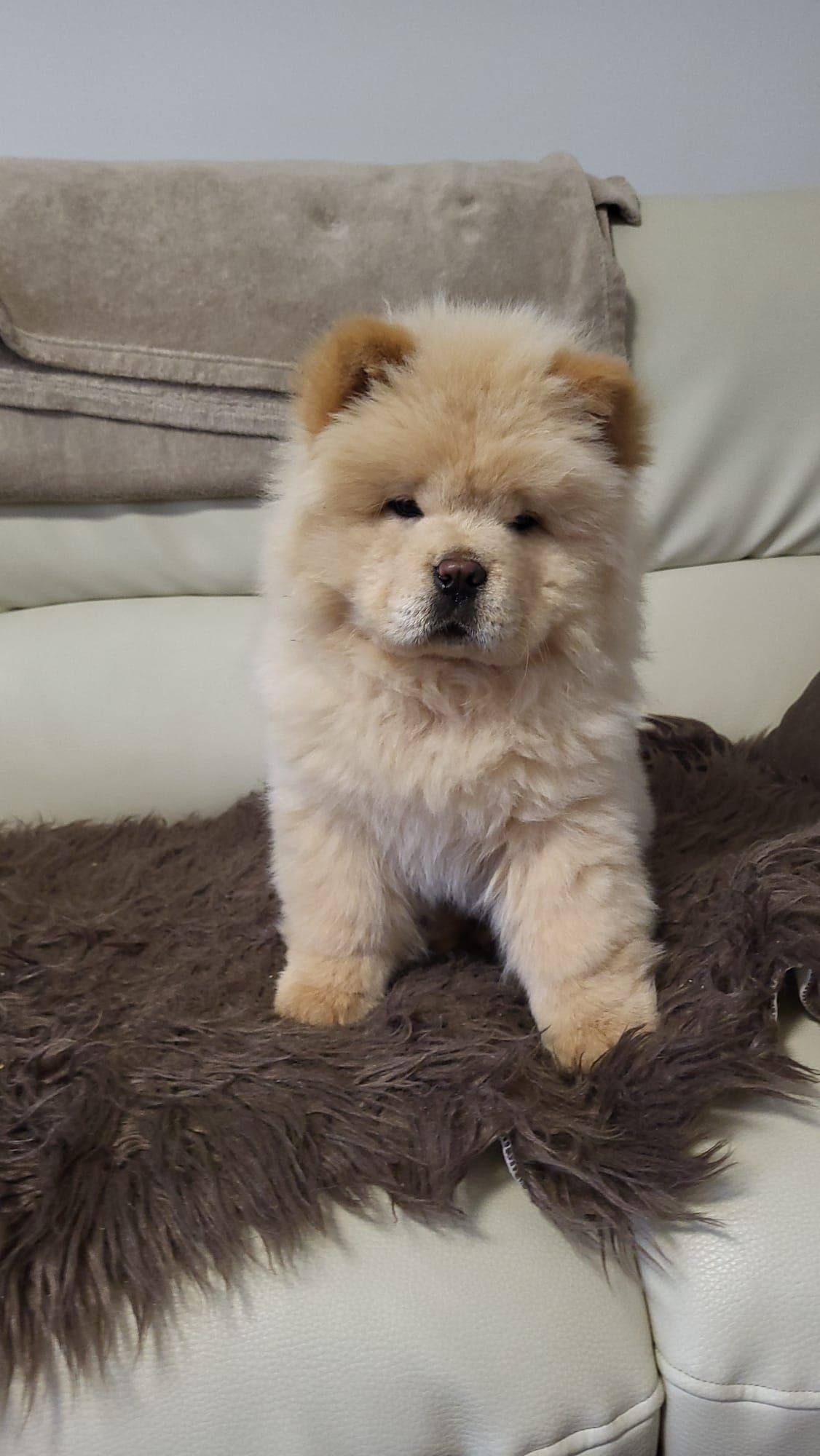 Chow chow piesek,