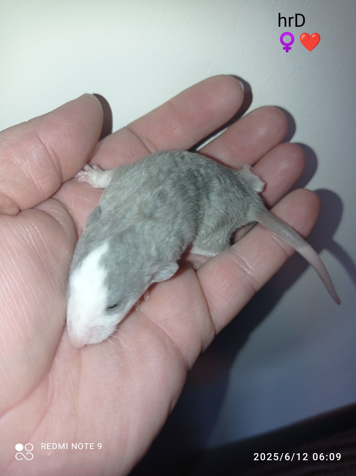 Szczurki DUMBO rex