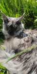 Piękna dymna kocica Maine Coon