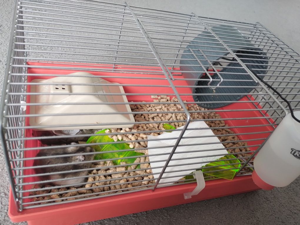 Chomik piękny  z klatką ,