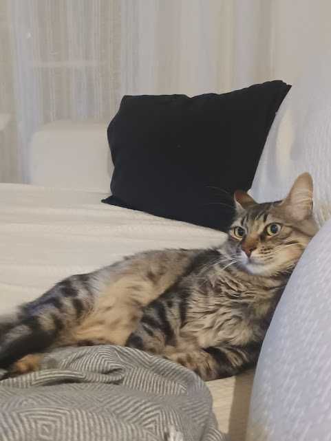 DOÇÃO DE GATO MACHO CASTRADO E VACINADO, DÓCIL.