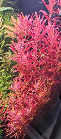Roślina do akwarium Rotala Rotundifolia BLOOD RED