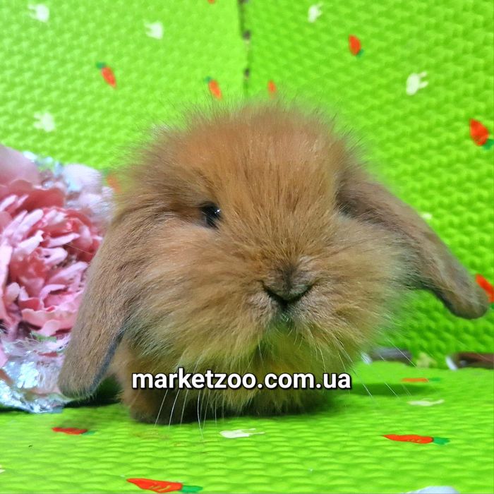 Мини mini lop кролик вислоухий баранчик руденький