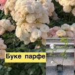 Троянди в горщиках з свого саду