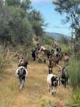 Rebanho de cabras para venda