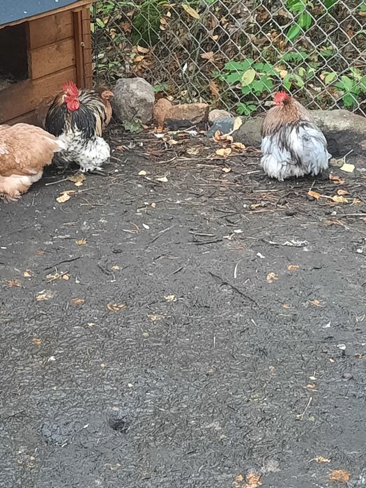 Kury ozdobne i kaczki