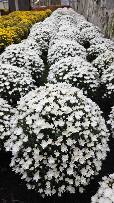 Chryzantemy drobnokwiatowe różne kolory