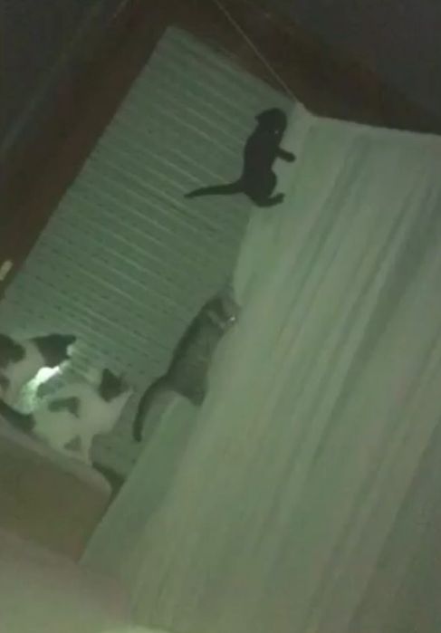 Tenho gatos para dar