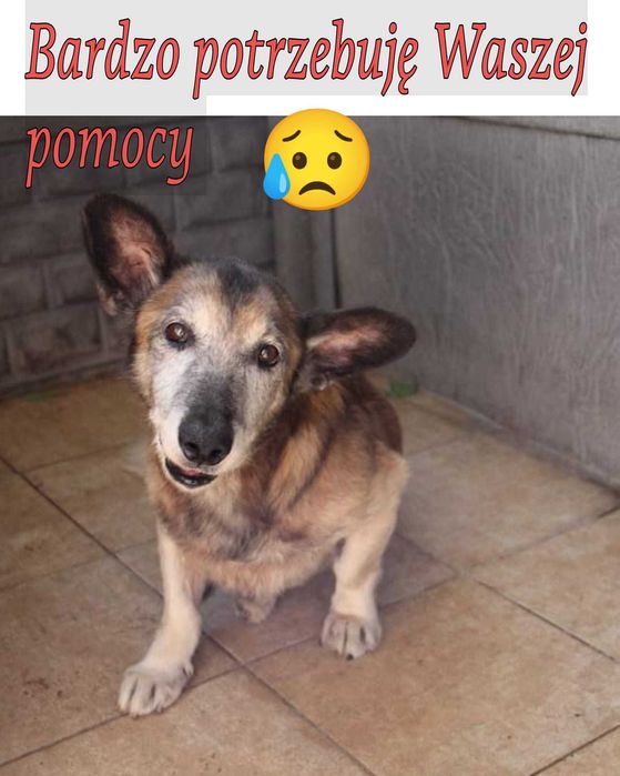 Aromat piesek Dt pilnie potrzebny ratujmy Oborniki