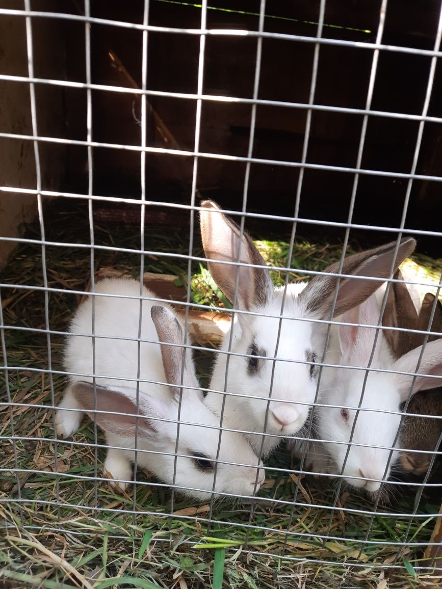 Продам малих кролів 2 місячного віку