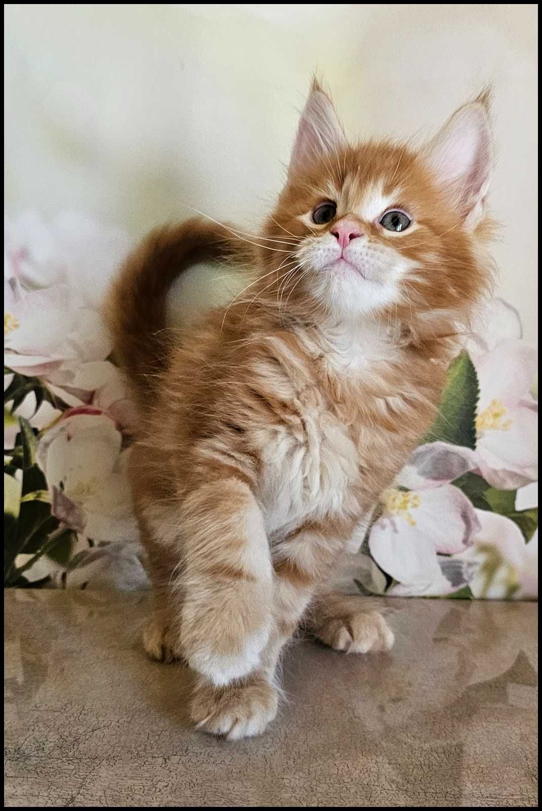 Kocurek Maine Coon Noyan