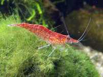 Krewetki red cherry