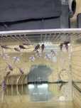 Hypancistrus L236 Super White