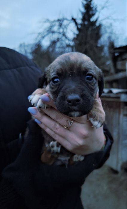 Віддам гарненьких собаченят