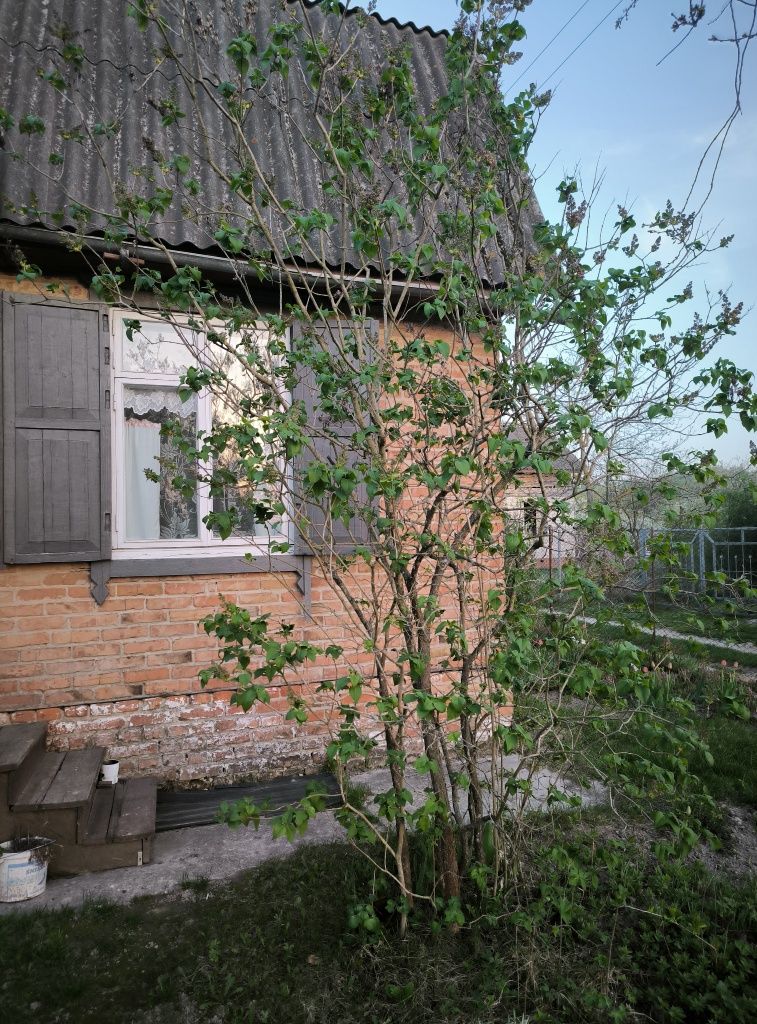 Файна Доглянута Дача За Мінімальною Ціною. Березанка