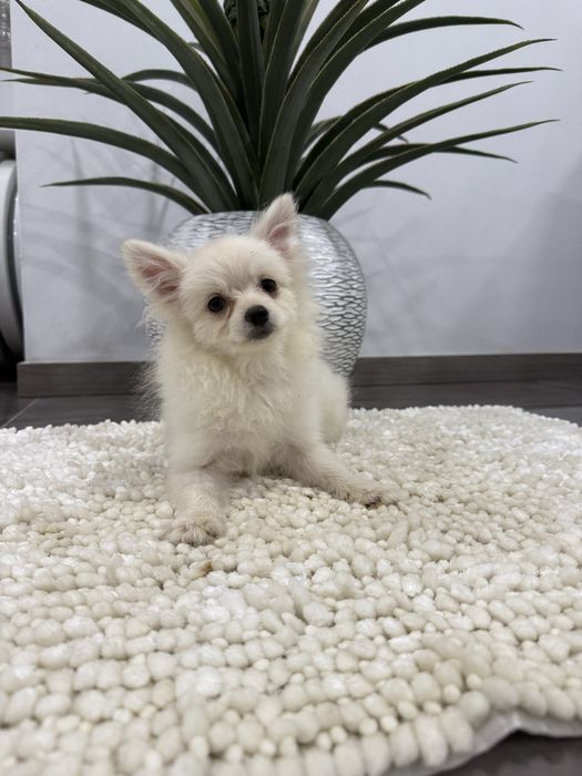 Spitz anão alemão m miniatura