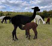 alpaka samica (Filomena) z cria