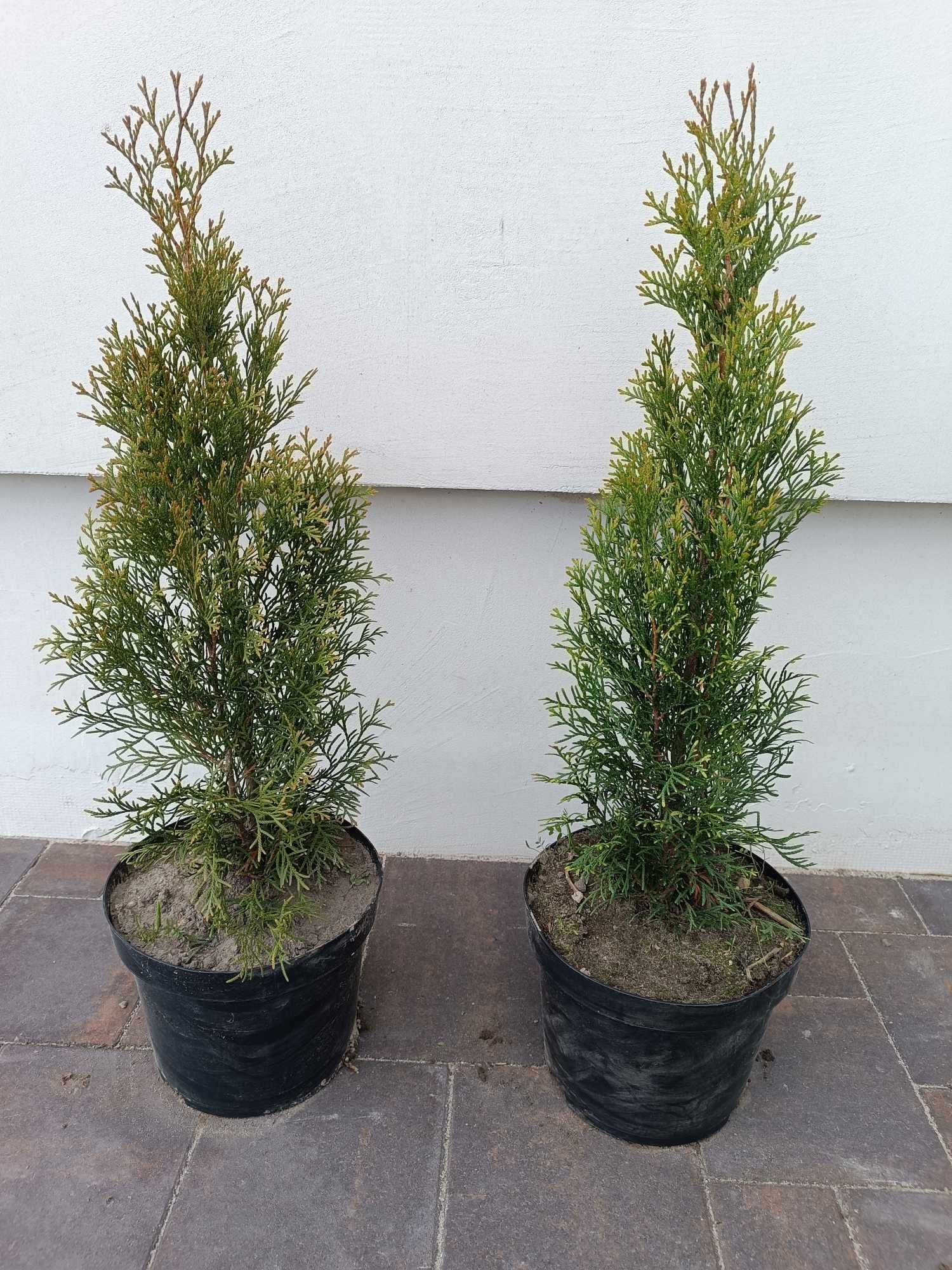 Thuja Szmaragd 60 cm