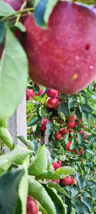 Jabłka świeże drobne wysyłka