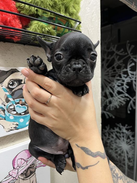 Французький бульдог