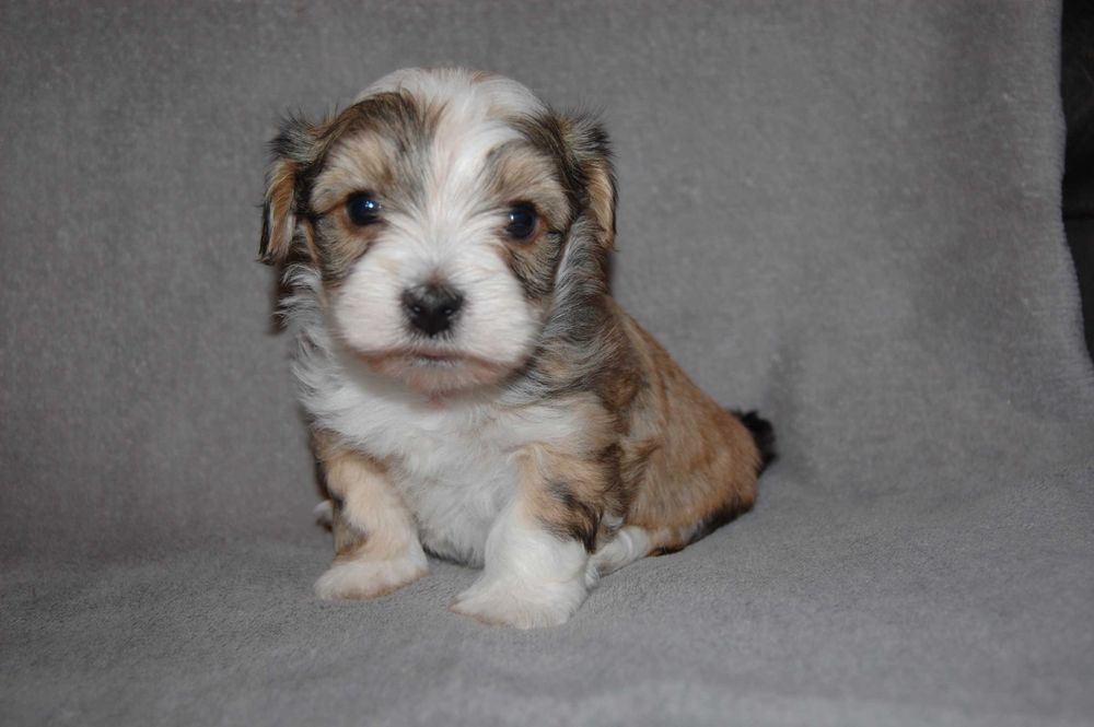 Hawańczyk piesek ZHPR