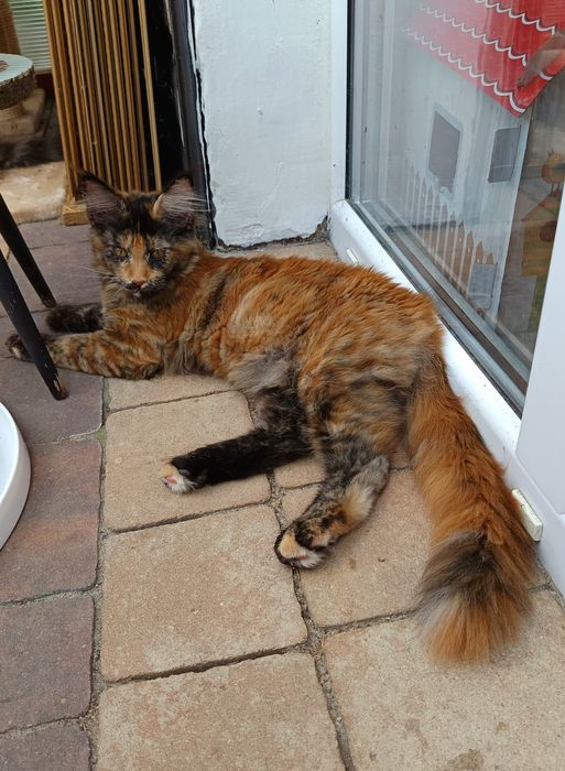 Maine Coon kotka z rodowodem FPL – kolor fs – do hodowli