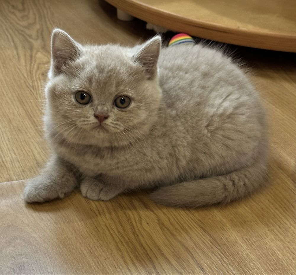 Fêmea  British  Shorthair lilás