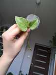 Epipremnum marble queen w trakcie ukorzeniania/ciety