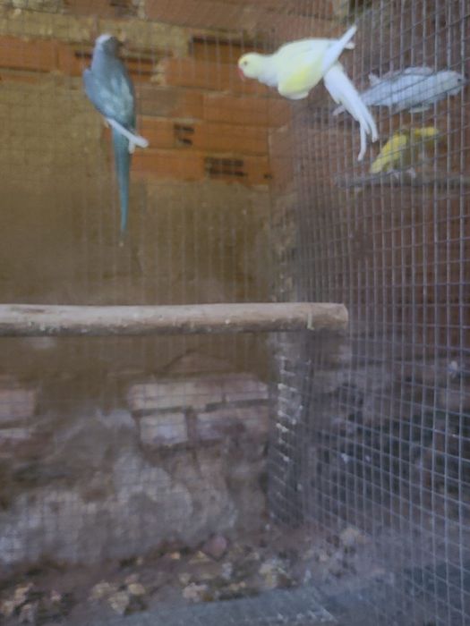 Várias aves disponíveis