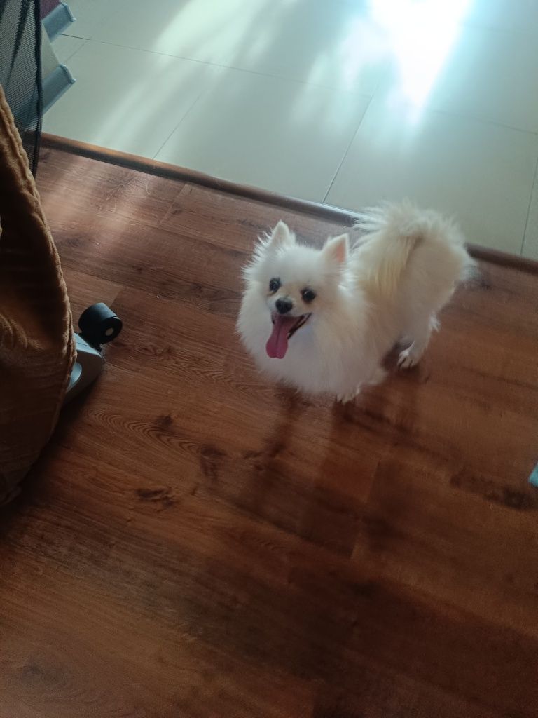 Szpic Pomeranian Biała suczka