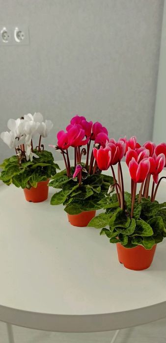 Цикламени квітучі кущики