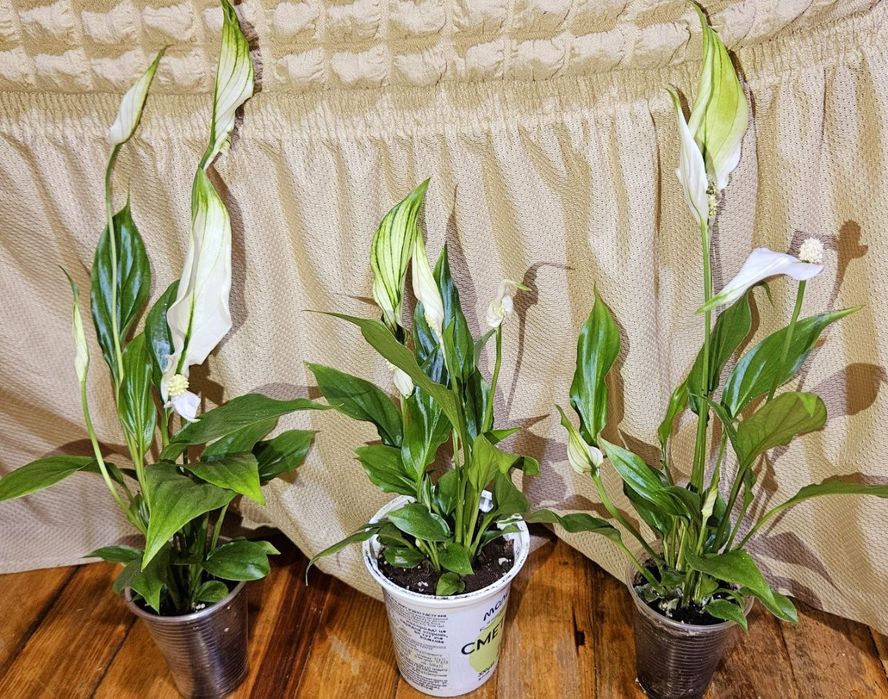 Спатифілум, з квітами.