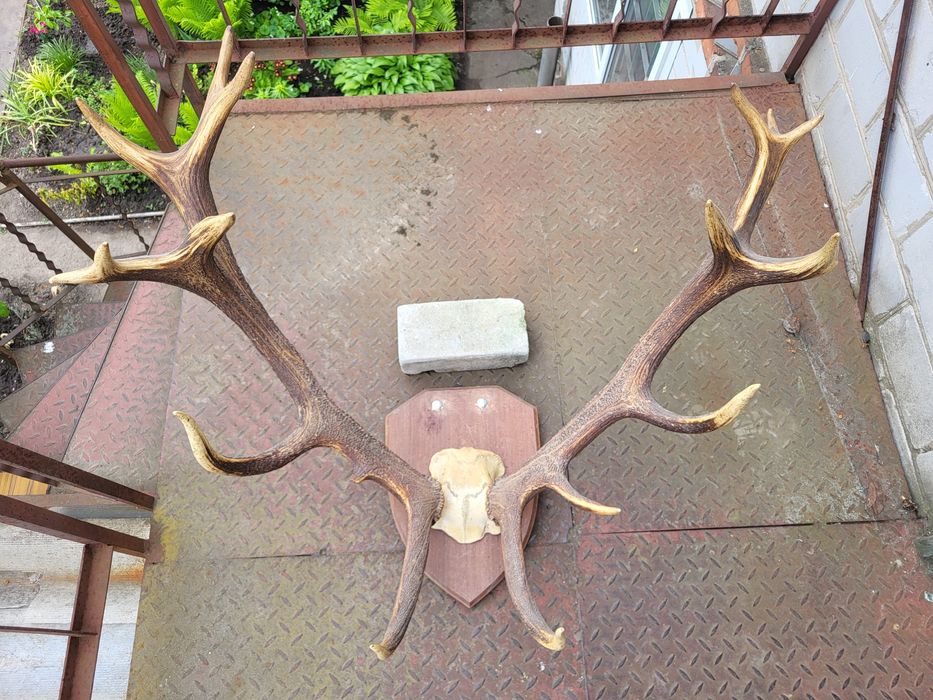 Рога благородного оленя