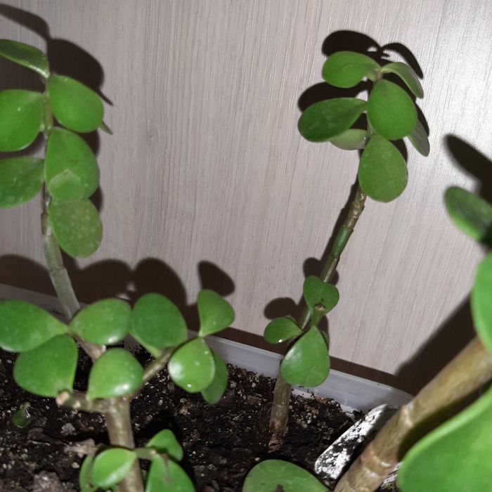 Бонсай портулакария африканская