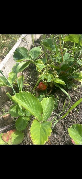 Срочно!!!Дача біля Заречного  в коперативі «Медика»  (світло та вода )