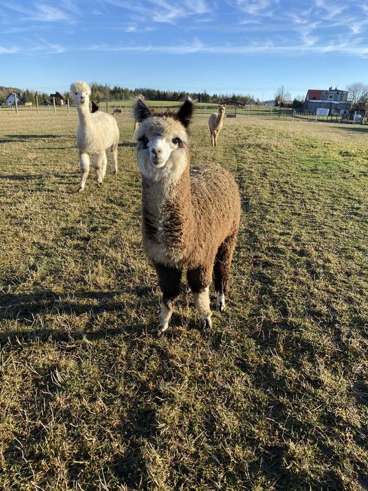Młode samce alpaki huacaya