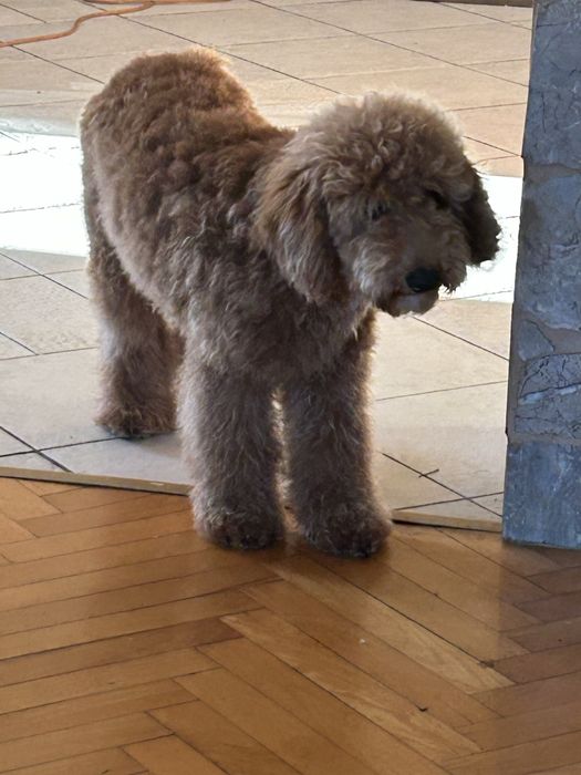 Pudel miniaturowy  - samczyk