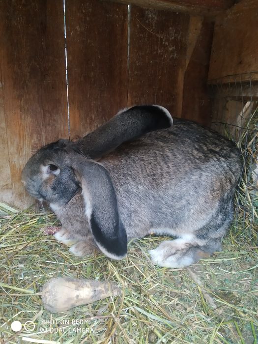 Продам кролів на розвід