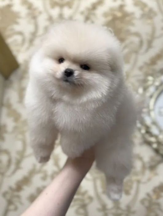 Супер детки шпицы Мальчики и Девочки