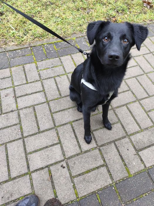 7-miesięczny szczeniak