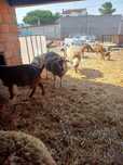 Cabras anas e ovelhas