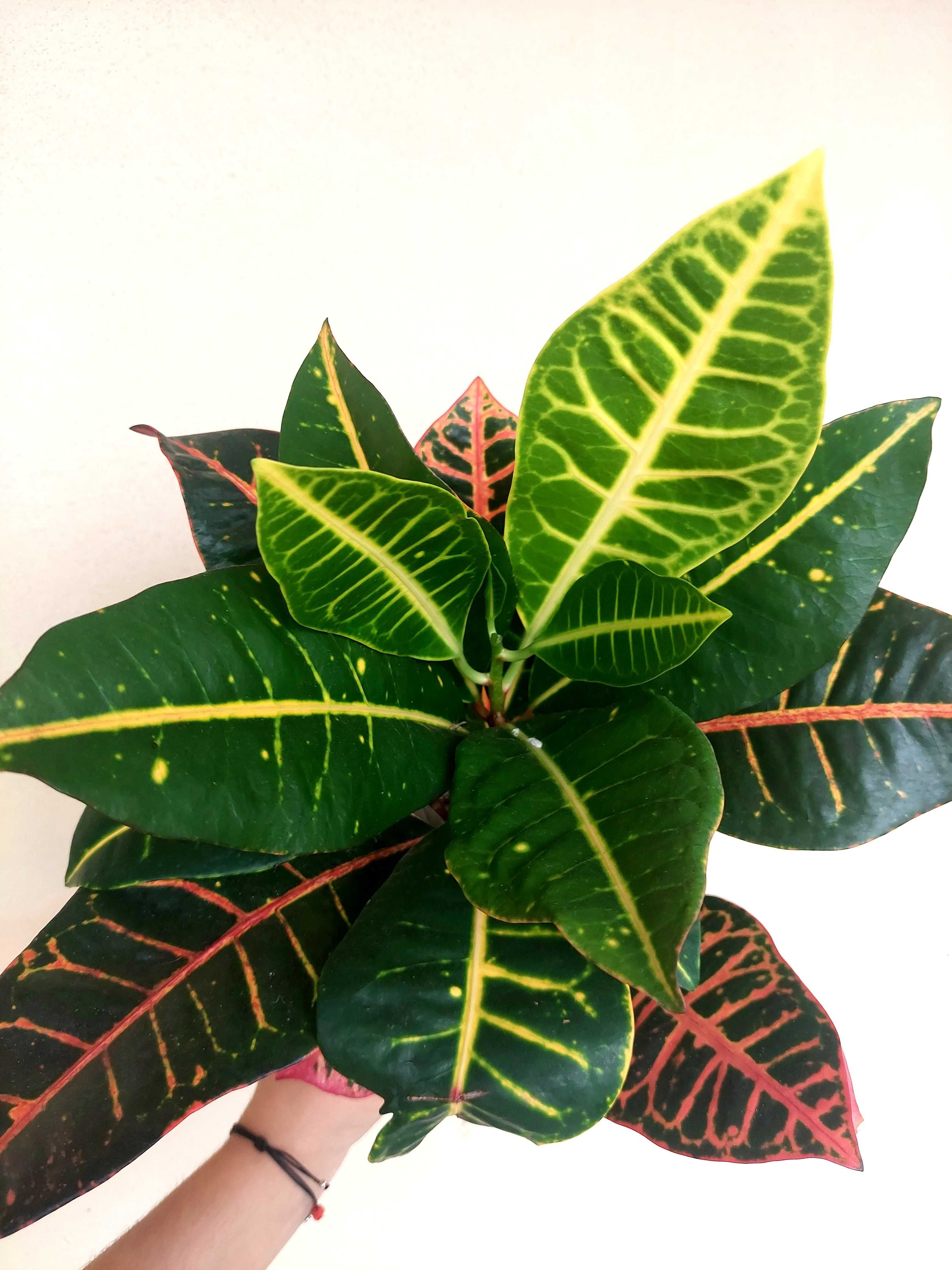 Planta Croton - A