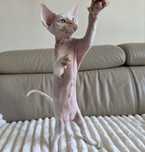 Devon Rex - Karat - Dostępny kocurek kremowy point- Trójmiasto
