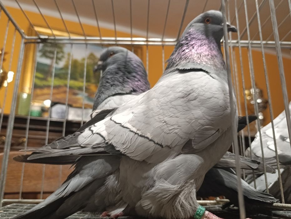 Ryś, rysie na niebieskich pasach i ciemnych lotach, wysyłam, gołębie o