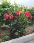 Planta Canna Indica/Cana da Índia e Roseira branca