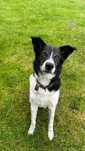 Nitro pies do adopcji Wroclaw Poznan Lodz Kalisz