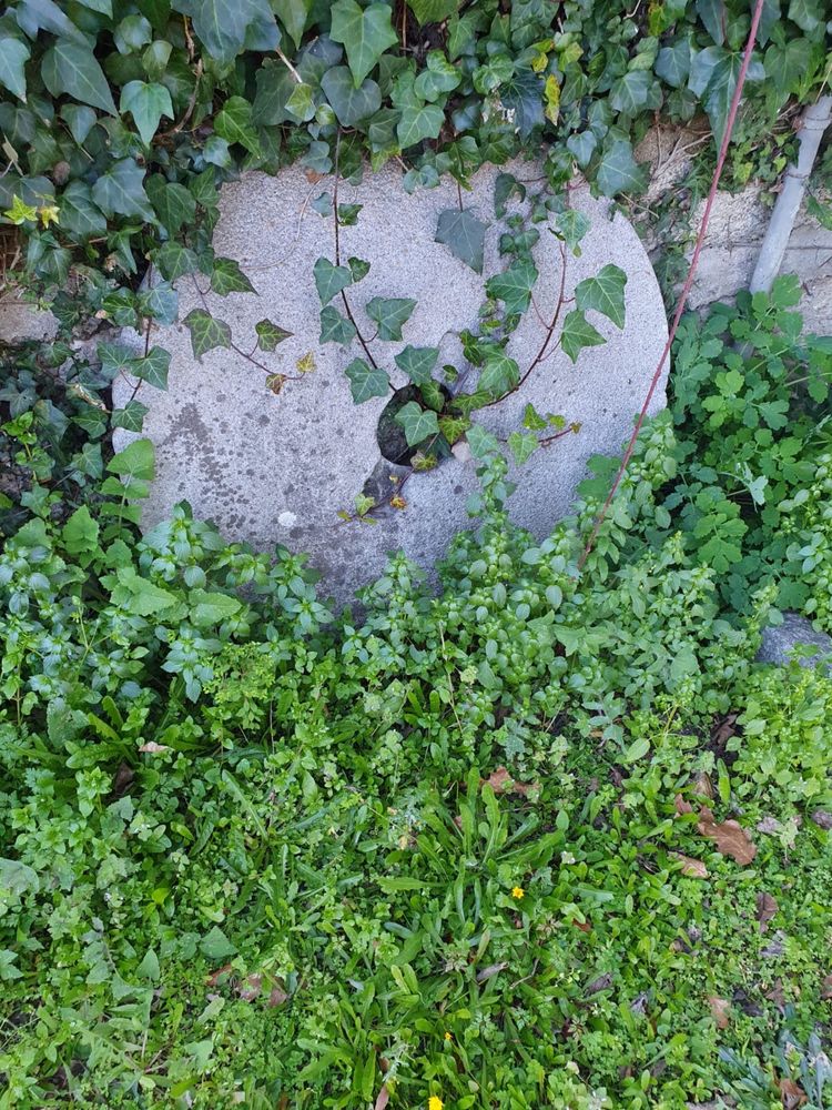 Mos de pedra muito antigas